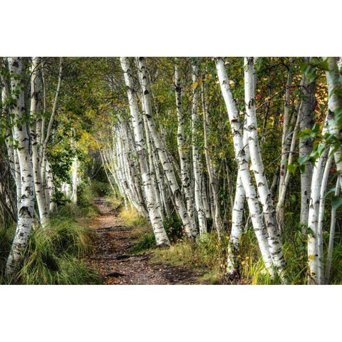 A Walk Through the Birch Trees Black Modern Wood Framed Art Print with Double Matting by Head, Danny