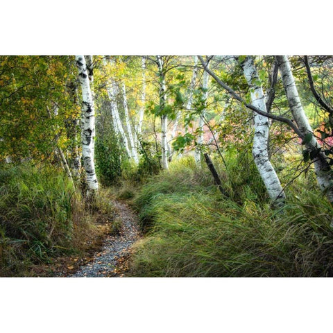 Birch Trees and Tall Grass Black Modern Wood Framed Art Print with Double Matting by Head, Danny