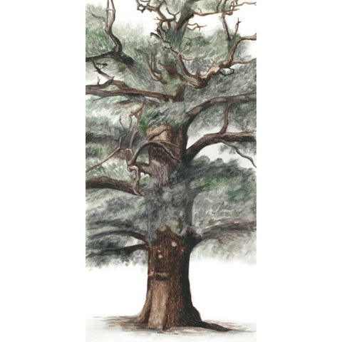 Oak Tree Composition I White Modern Wood Framed Art Print by McCavitt, Naomi