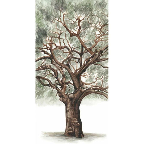 Oak Tree Composition II White Modern Wood Framed Art Print by McCavitt, Naomi