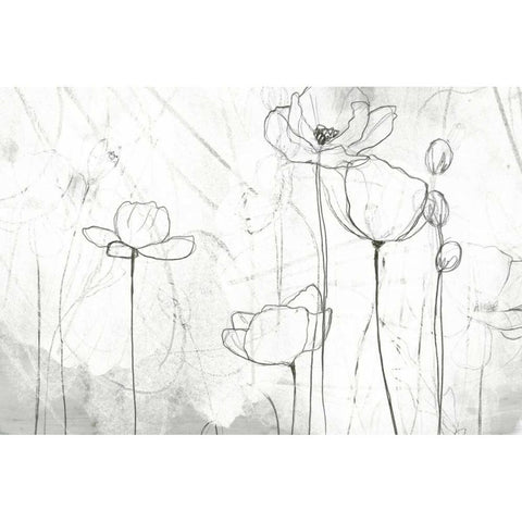 Poppy Sketches II Black Modern Wood Framed Art Print with Double Matting by Vess, June Erica