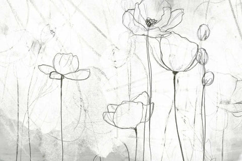 Poppy Sketches II White Modern Wood Framed Art Print with Double Matting by Vess, June Erica