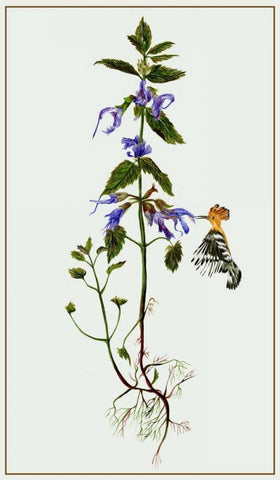 Salvia Miltiorrhiza II White Modern Wood Framed Art Print with Double Matting by Wang, Melissa