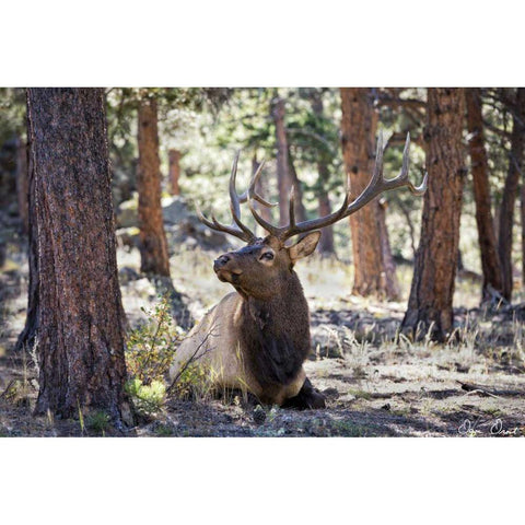 Elk Study I Gold Ornate Wood Framed Art Print with Double Matting by Drost, David