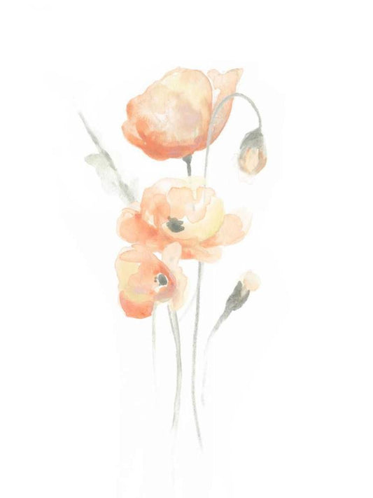 Image Only