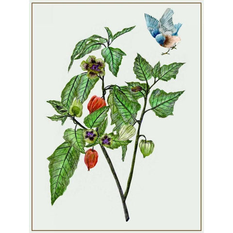 Cape Gooseberry I Black Modern Wood Framed Art Print with Double Matting by Wang, Melissa