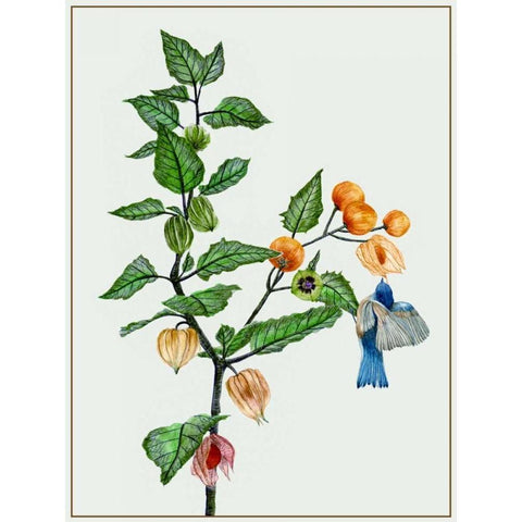 Cape Gooseberry II Black Modern Wood Framed Art Print with Double Matting by Wang, Melissa