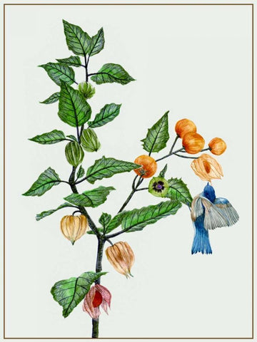 Cape Gooseberry II White Modern Wood Framed Art Print with Double Matting by Wang, Melissa