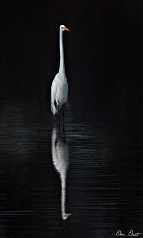 Elegant Egret I White Modern Wood Framed Art Print with Double Matting by Drost, David