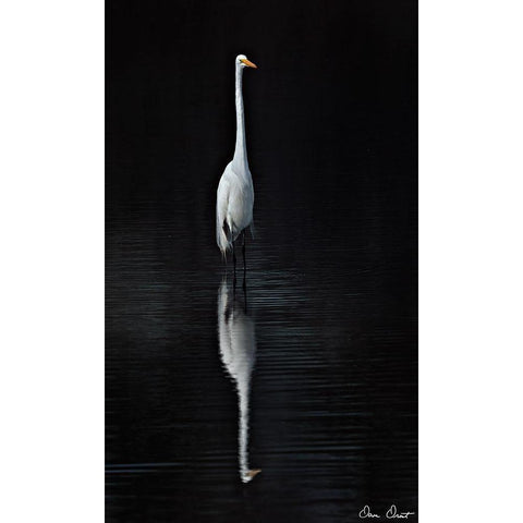 Elegant Egret I White Modern Wood Framed Art Print by Drost, David