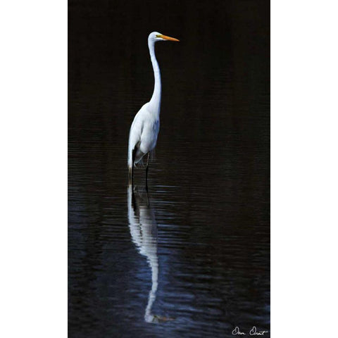 Elegant Egret II Gold Ornate Wood Framed Art Print with Double Matting by Drost, David