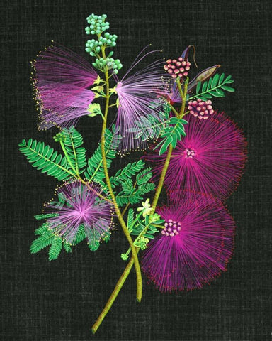 Calliandra Surinamensis I White Modern Wood Framed Art Print with Double Matting by Wang, Melissa