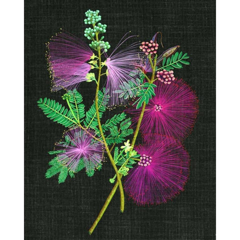 Calliandra Surinamensis I White Modern Wood Framed Art Print by Wang, Melissa