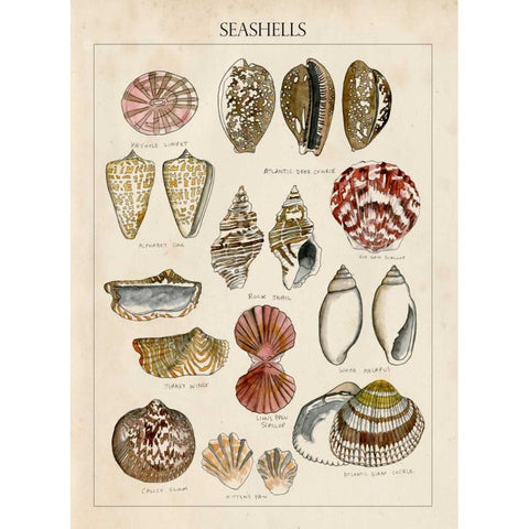 Seashell Sketch I Black Modern Wood Framed Art Print with Double Matting by McCavitt, Naomi