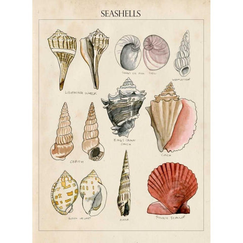 Seashell Sketch II White Modern Wood Framed Art Print by McCavitt, Naomi