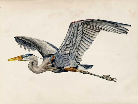 Blue Heron Rendering III Black Ornate Wood Framed Art Print with Double Matting by Wang, Melissa