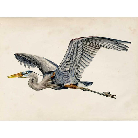 Blue Heron Rendering III Gold Ornate Wood Framed Art Print with Double Matting by Wang, Melissa