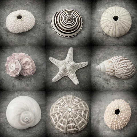 Dark Beauties Black Ornate Wood Framed Art Print with Double Matting by Stalus, Judy