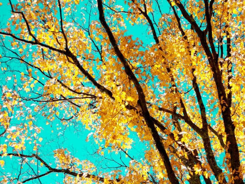 Autumn Tapestry IV White Modern Wood Framed Art Print with Double Matting by Stalus, Judy