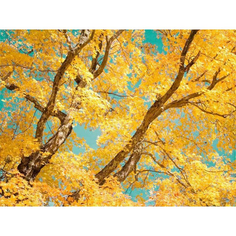 Autumn Tapestry V Black Modern Wood Framed Art Print with Double Matting by Stalus, Judy