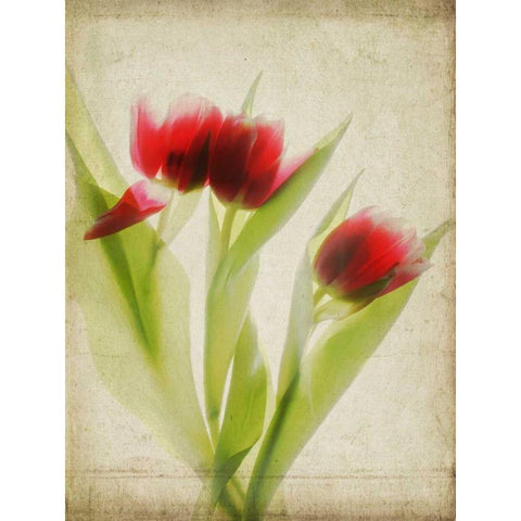 Parchment Flowers I Black Modern Wood Framed Art Print by Stalus, Judy