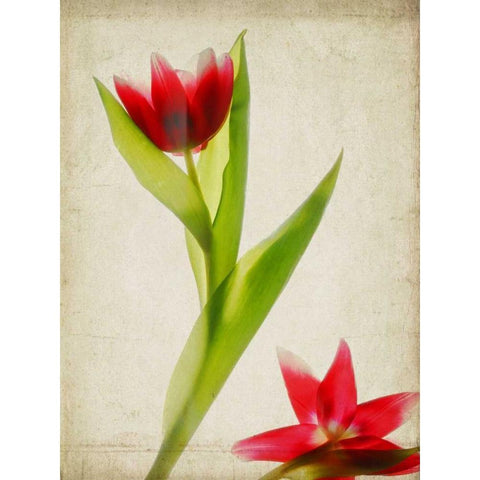 Parchment Flowers II White Modern Wood Framed Art Print by Stalus, Judy