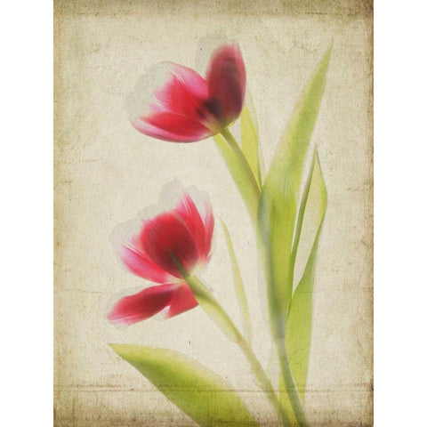 Parchment Flowers III Gold Ornate Wood Framed Art Print with Double Matting by Stalus, Judy