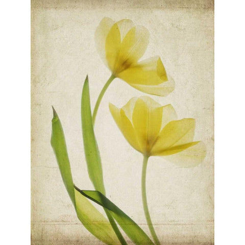 Parchment Flowers IV Black Modern Wood Framed Art Print by Stalus, Judy