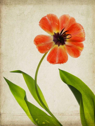 Parchment Flowers V White Modern Wood Framed Art Print with Double Matting by Stalus, Judy