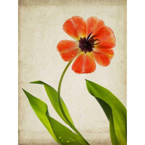 Parchment Flowers V Gold Ornate Wood Framed Art Print with Double Matting by Stalus, Judy