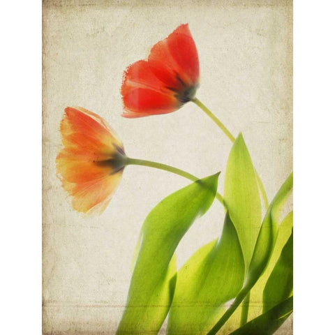 Parchment Flowers VI Black Modern Wood Framed Art Print with Double Matting by Stalus, Judy