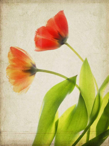 Parchment Flowers VI Black Ornate Wood Framed Art Print with Double Matting by Stalus, Judy