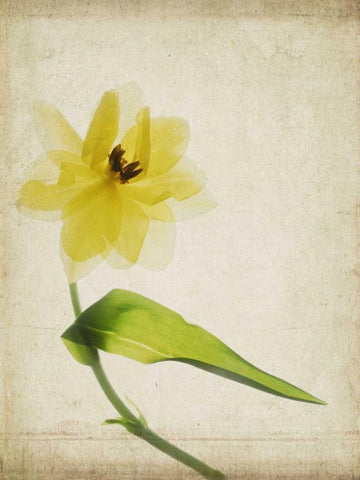 Parchment Flowers VII White Modern Wood Framed Art Print with Double Matting by Stalus, Judy
