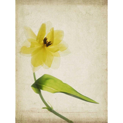 Parchment Flowers VII Black Modern Wood Framed Art Print by Stalus, Judy
