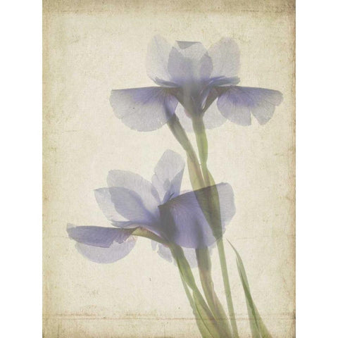 Parchment Flowers VIII White Modern Wood Framed Art Print by Stalus, Judy