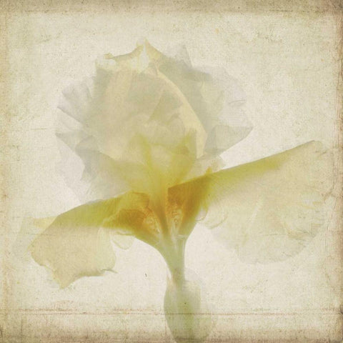 Parchment Flowers IX Black Ornate Wood Framed Art Print with Double Matting by Stalus, Judy