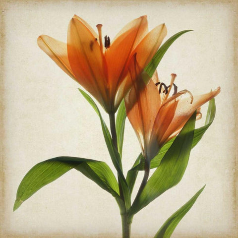Parchment Flowers X White Modern Wood Framed Art Print with Double Matting by Stalus, Judy