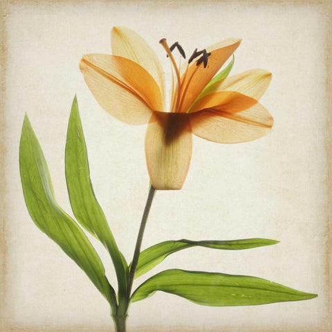 Parchment Flowers XI Black Ornate Wood Framed Art Print with Double Matting by Stalus, Judy