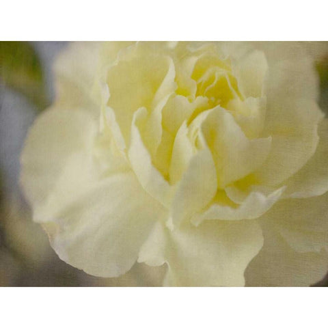 Rose Whisper I White Modern Wood Framed Art Print by Stalus, Judy