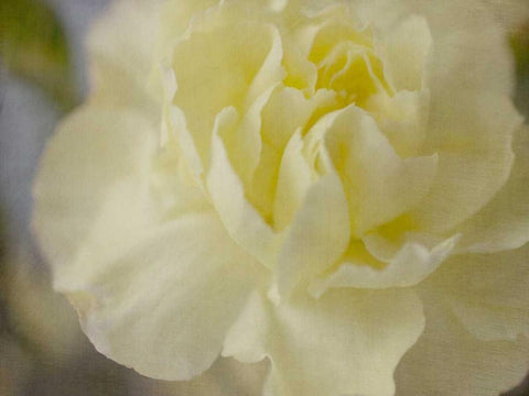 Rose Whisper I White Modern Wood Framed Art Print with Double Matting by Stalus, Judy