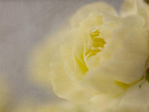 Rose Whisper II Black Ornate Wood Framed Art Print with Double Matting by Stalus, Judy