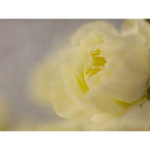 Rose Whisper II Black Modern Wood Framed Art Print with Double Matting by Stalus, Judy