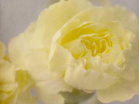 Rose Whisper III White Modern Wood Framed Art Print with Double Matting by Stalus, Judy