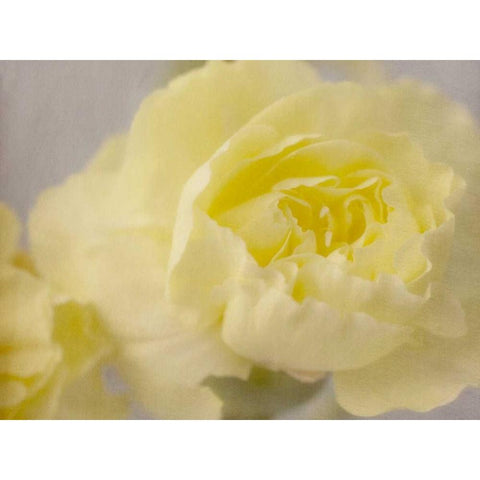 Rose Whisper III Black Modern Wood Framed Art Print with Double Matting by Stalus, Judy