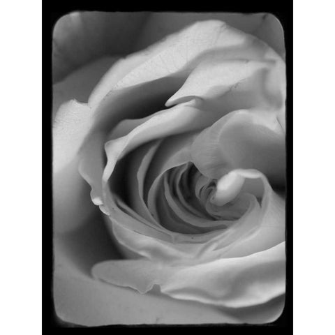 Rose Spiral I Black Modern Wood Framed Art Print by Stalus, Judy