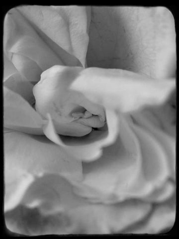 Rose Spiral II White Modern Wood Framed Art Print with Double Matting by Stalus, Judy