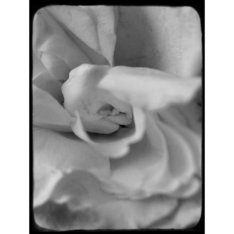 Rose Spiral II Black Modern Wood Framed Art Print by Stalus, Judy