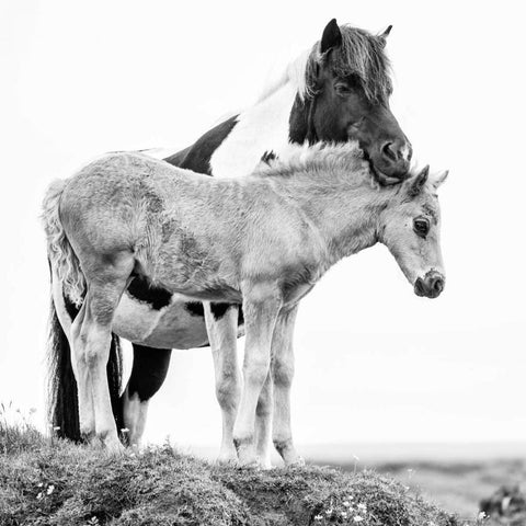 BandW Horses I Black Modern Wood Framed Art Print with Double Matting by PHBurchett