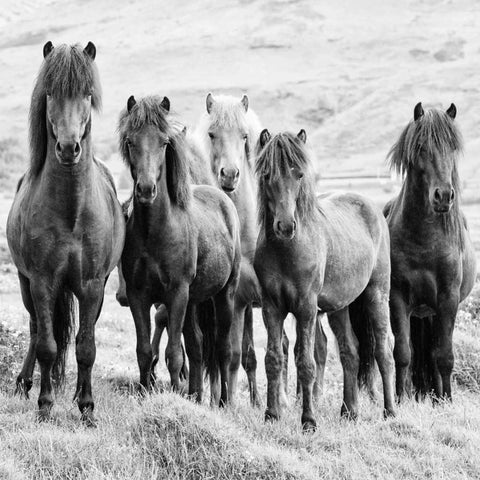 BandW Horses VIII Black Modern Wood Framed Art Print with Double Matting by PHBurchett