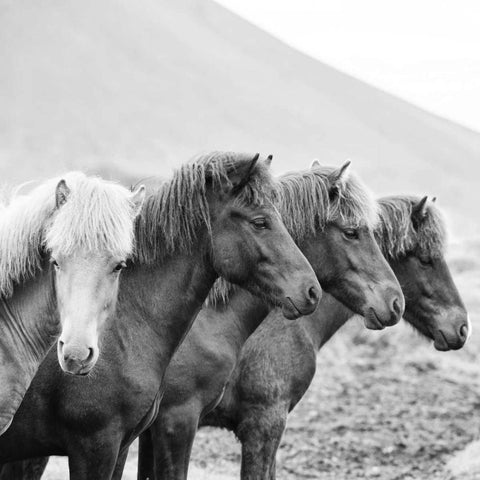 BandW Horses IX White Modern Wood Framed Art Print with Double Matting by PHBurchett